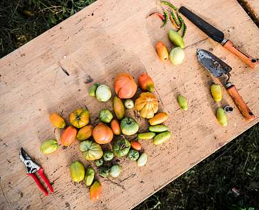 Gemüse aus unserem Gewächshaus Gemüse aus unserem Gewächshaus