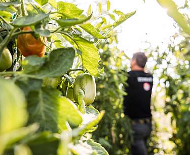Mann im Gewächshaus Mann im Gewächshaus
