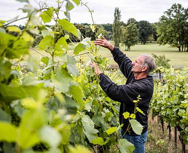 C Hannes Niederkofler WEB 7005 Weinbergsarbeit